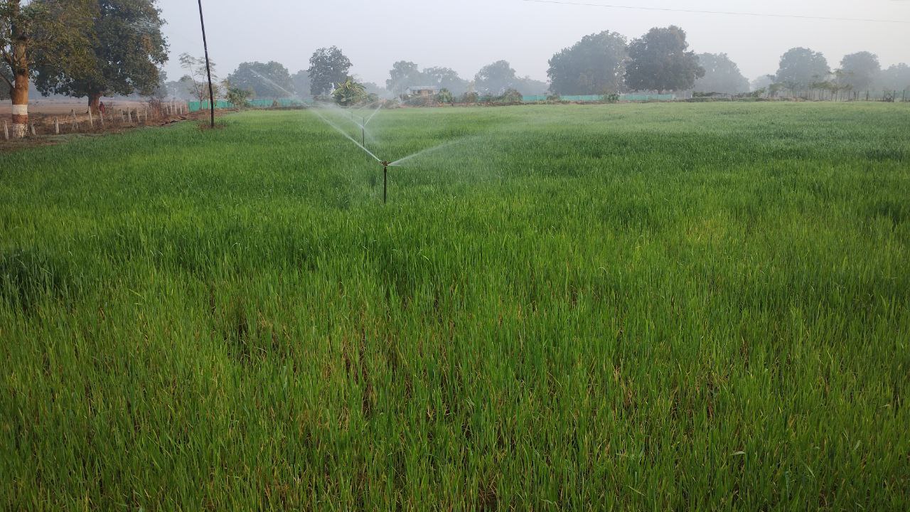 wheat crop flourish