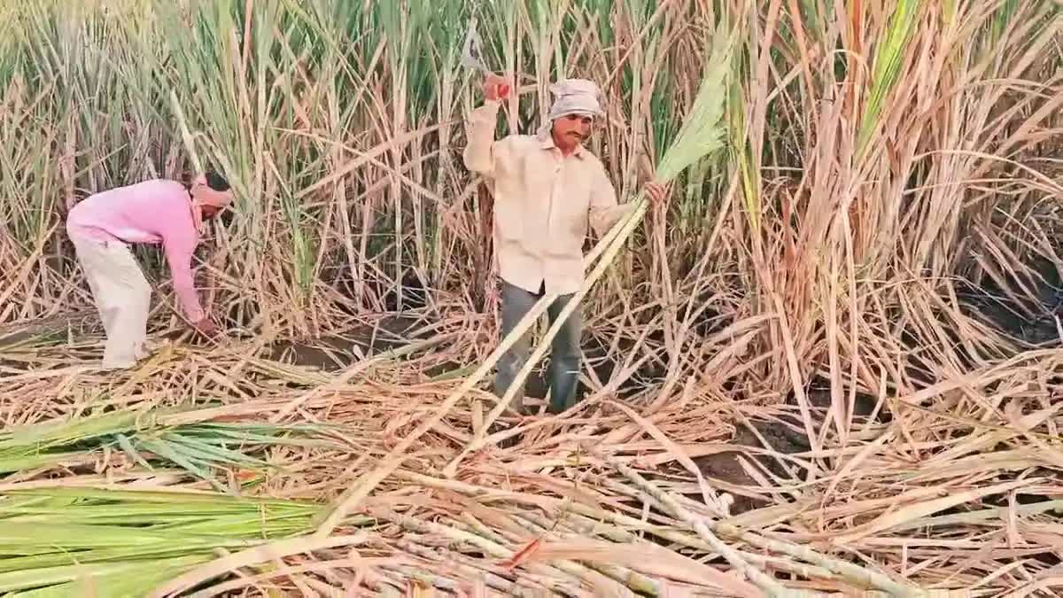 ಕಬ್ಬು ಖರೀದಿ ದರ