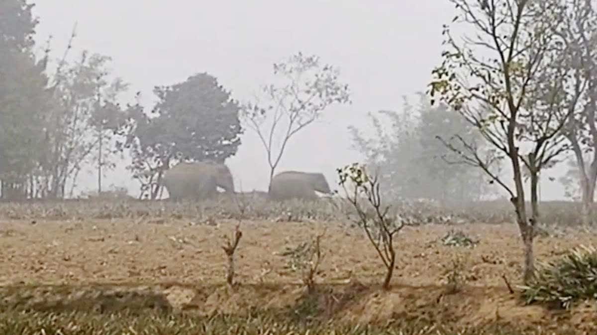 Elephant Return in India