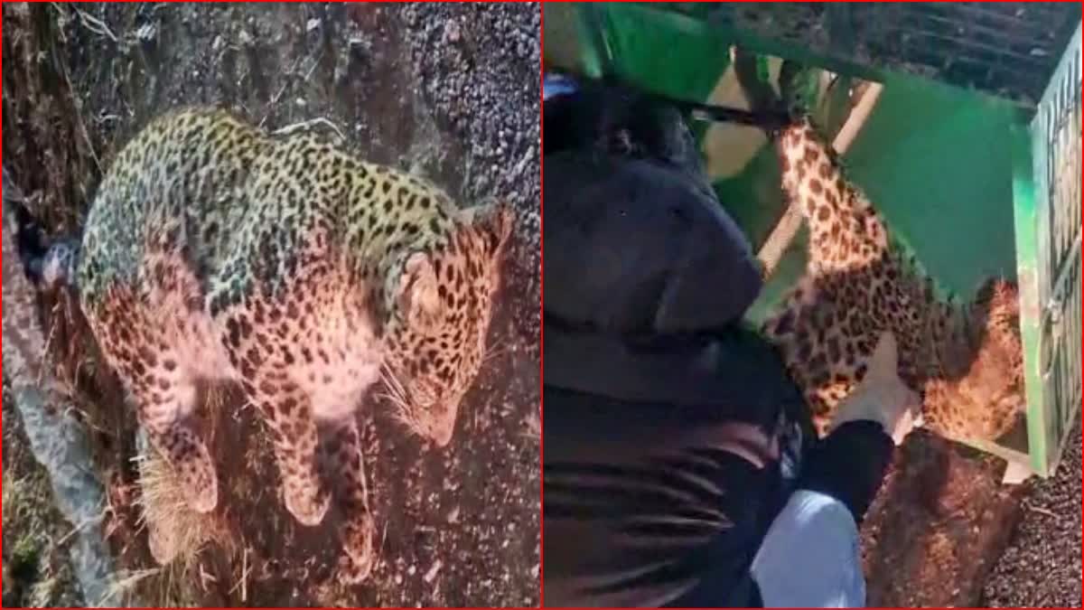 Forest Department Rescue Injured Leopard in Rampur