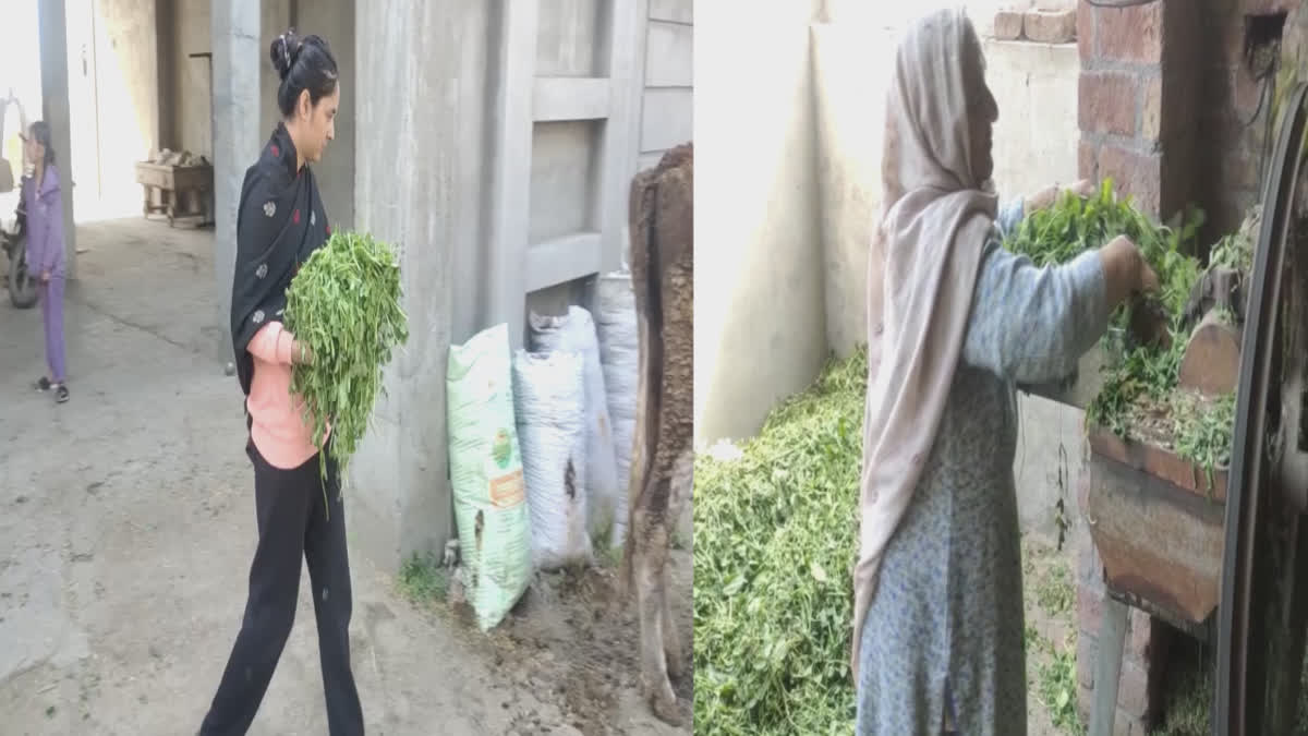 After the absence of farmers in Amritsar, women are taking care of the house