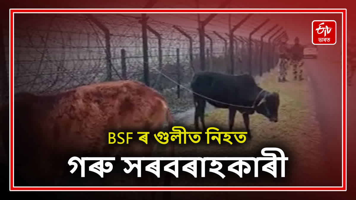 Cattle smuggler killed in BSF firing