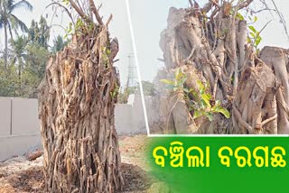 ବଞ୍ଚିଲା ୧୦୦ ବର୍ଷ ପୁରୁଣା ବରଗଛ