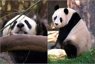 China is working on sending a new pair of giant pandas to the San Diego Zoo, renewing its longstanding gesture of friendship toward the United States after nearly all the iconic bears in the U.S. were returned to the Asian country in recent years amid rocky relations between the two nations.