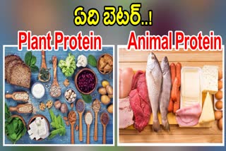 Plant Protein Vs Animal Protein