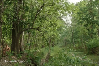 Coal PSUs enhance green cover with 235 lakh trees across 10,784 hectares