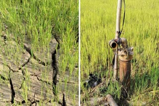 Farmers Crop loss due to lack of water in Kanker