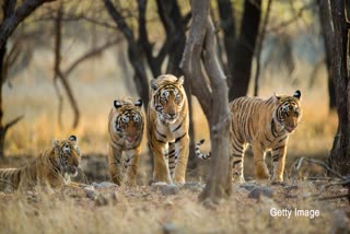 tigress taught hunting trick to Cubs