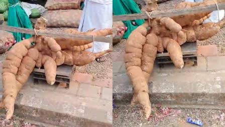 tapioca cultivation  farmer in kozhikode  agriculture  Farmer Harvested A Giant Tapioca  ഭീമൻ മരിച്ചീനി