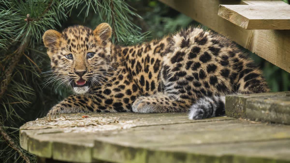 BARWANI LEOPARD DIES AFTER RESCUE