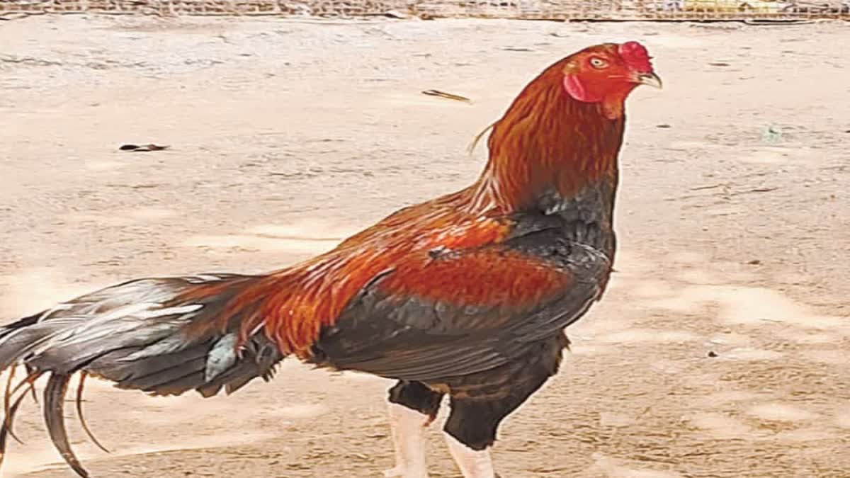 Hens in Tirumala