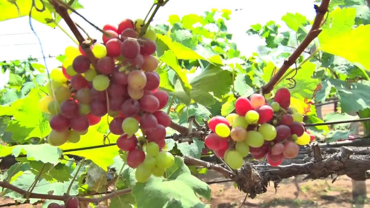 grape-exhibition-at-grape-research-centre-rajendranagar-in-hyderabad