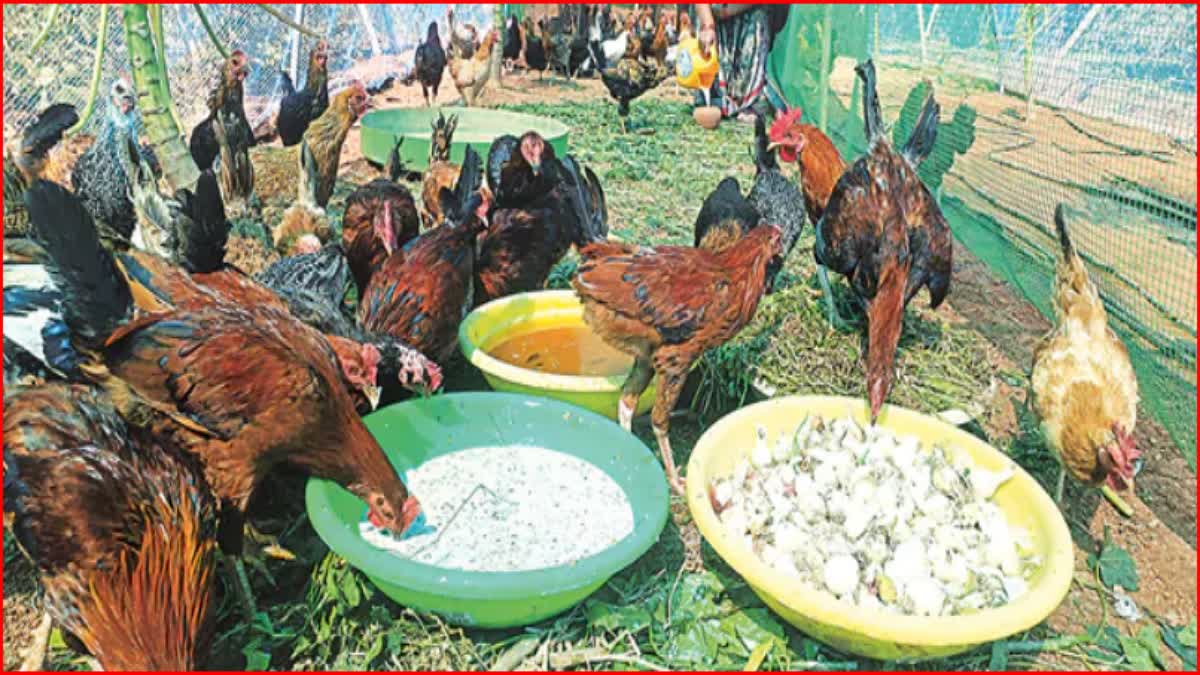 Chickens Cottages In Tirumala Row