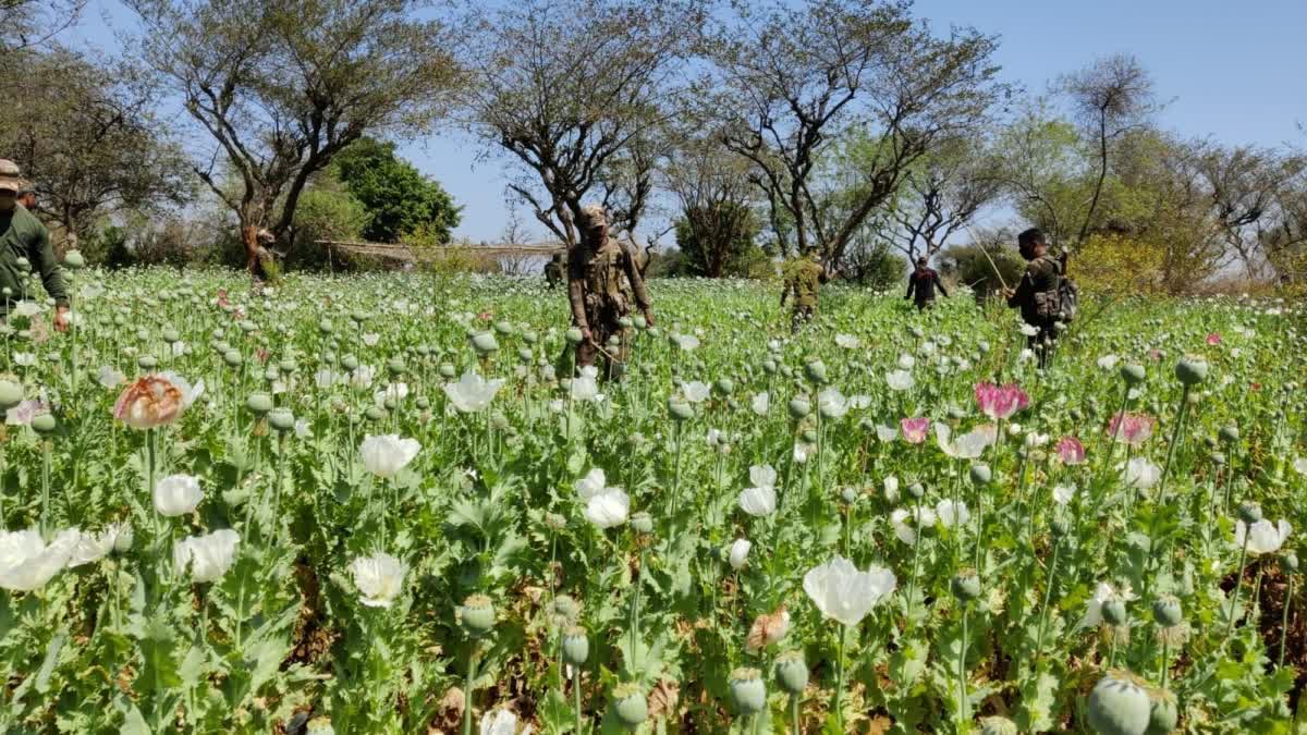 OPIUM CULTIVATION IN JHARKHAND