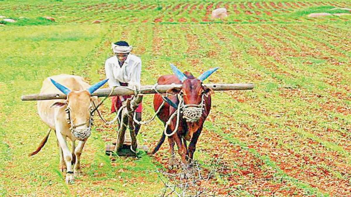 Government Allocating Unique identification Numbers To Farmers