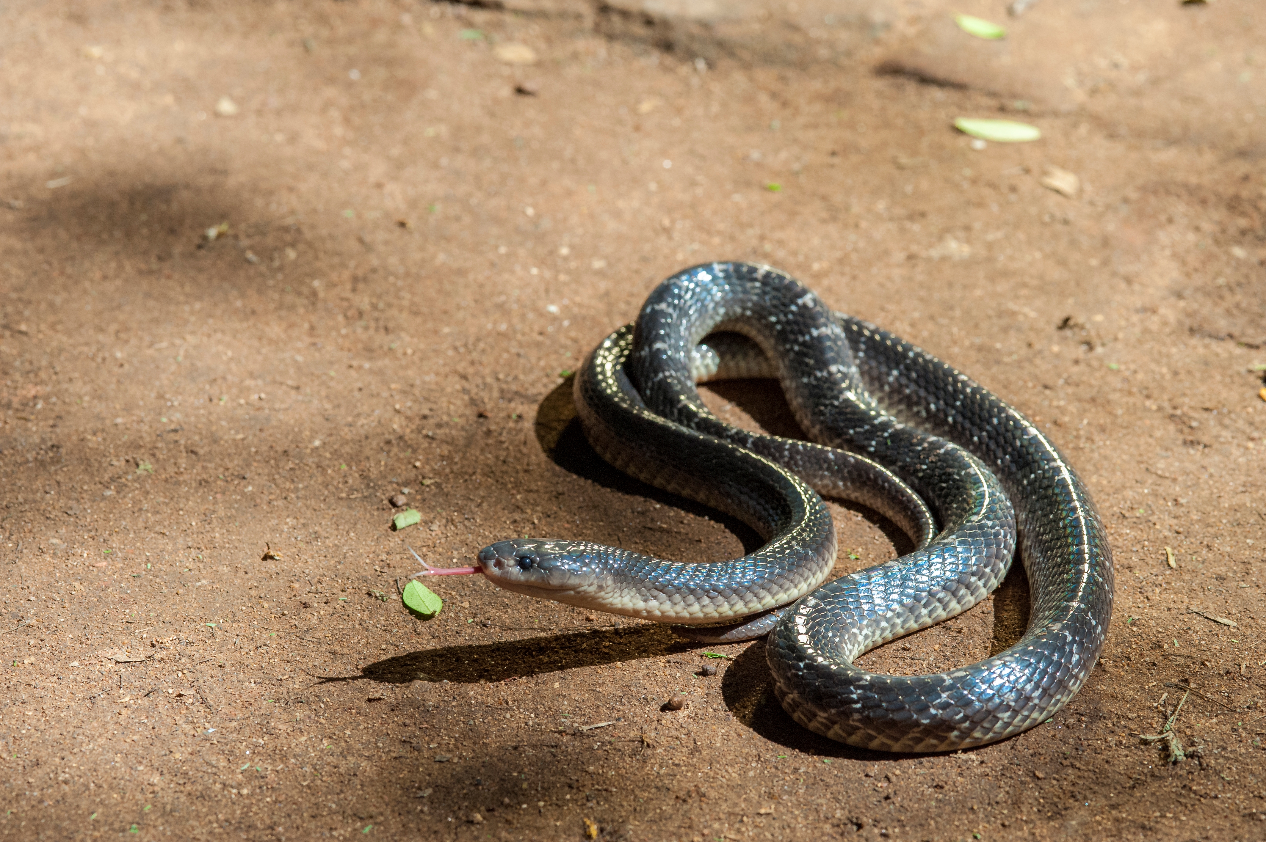 ANTIVENOM PRODUCTION KERALA  SNAKE BITE DEATHS IN KERALA  HISTORY OF ANTIVENOM PRODUCTION  ANTIVENOM PRODCUTION METHOD