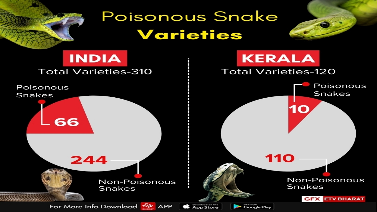 From 110 Snakebite Deaths To Just 30: Kerala’s Treatment Program Brings Drastic Decline In Mortalities