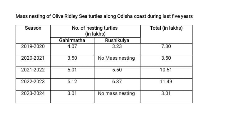 Marine Guests Are Back! Olive Ridley Turtles Return For Mass Nesting At Rushikulya In Odisha's Ganjam