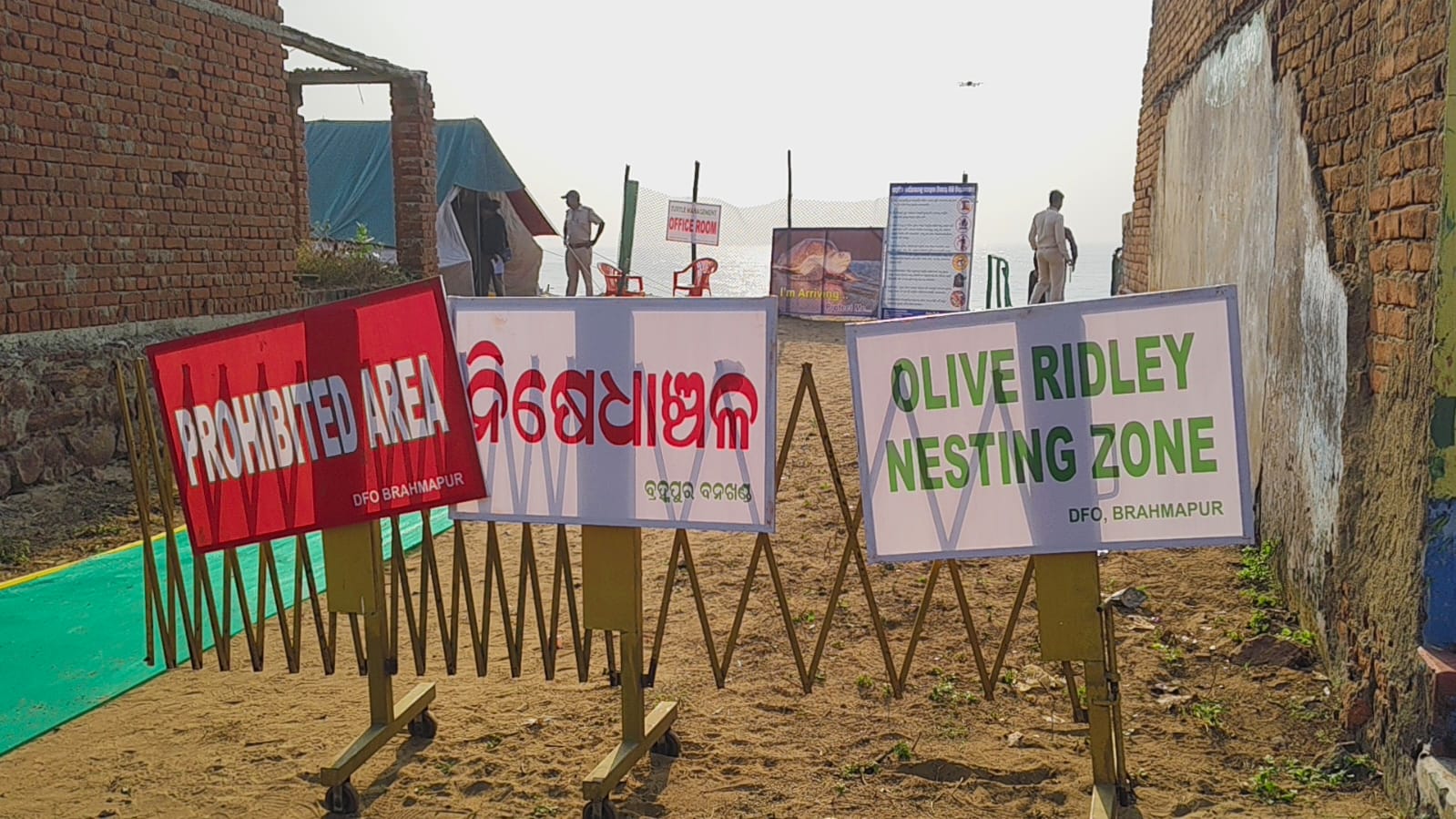 Guests Are Back! Olive Ridley Turtles Return For Mass Nesting At Rushikulya In Odisha's Ganjam