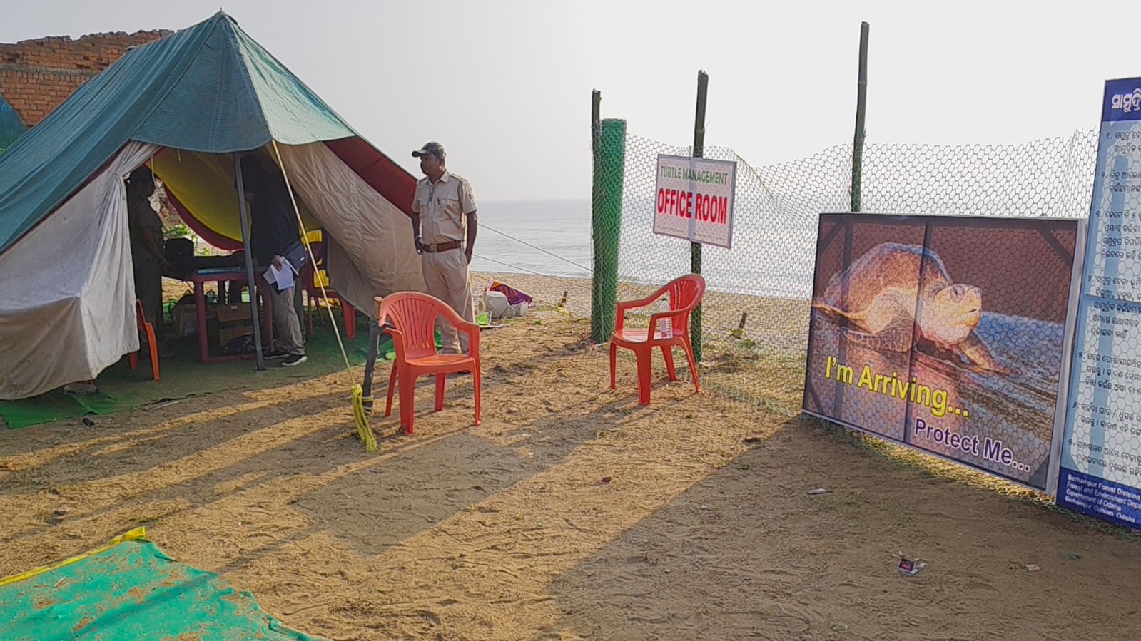 Guests Are Back! Olive Ridley Turtles Return For Mass Nesting At Rushikulya In Odisha's Ganjam