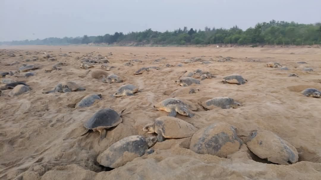 Guests Are Back! Olive Ridley Turtles Return For Mass Nesting At Rushikulya In Odisha's Ganjam