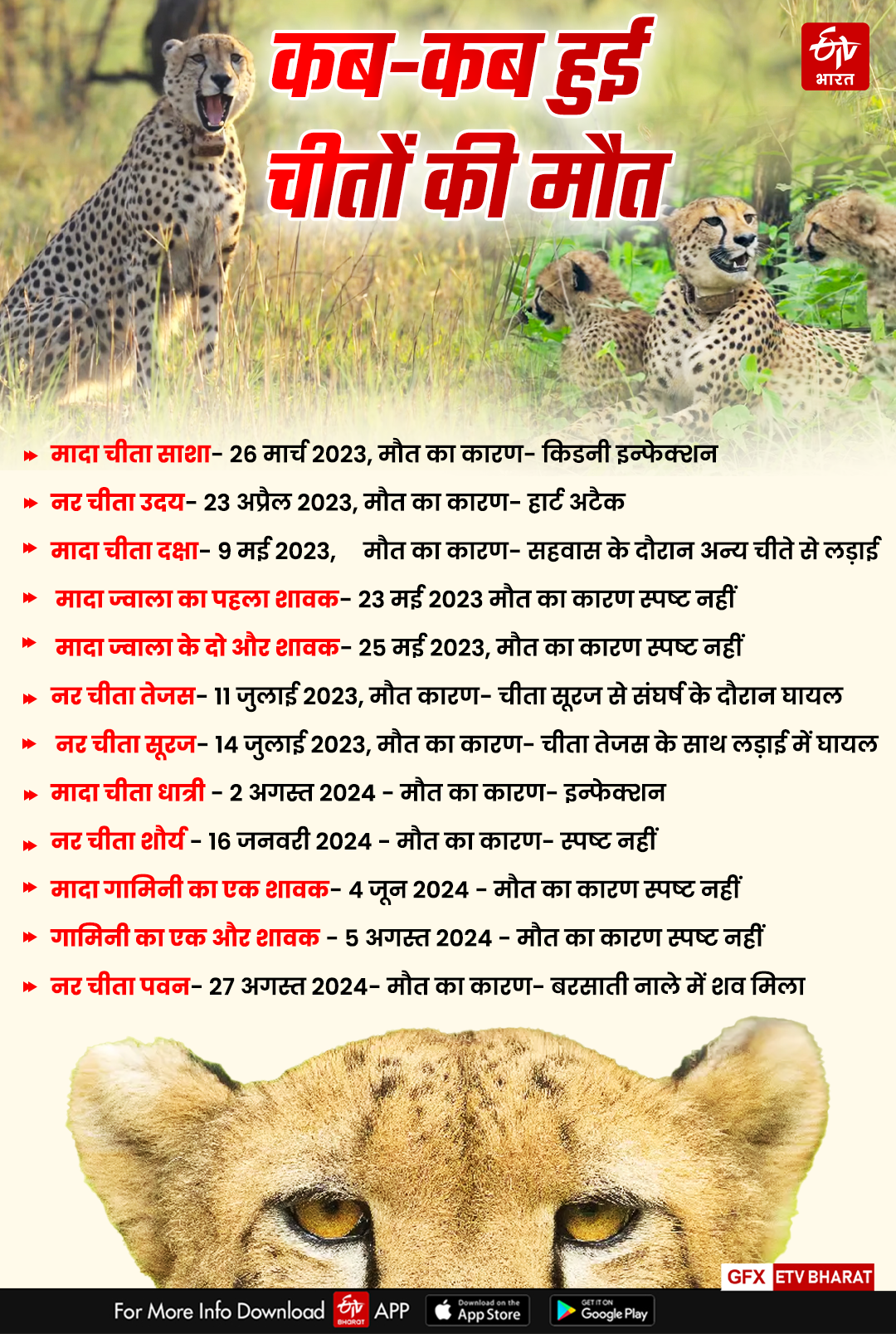 CHEETAH PROJECT India