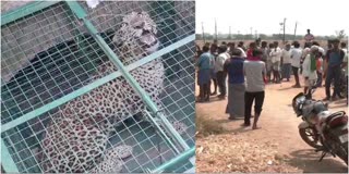 Leopard captured in haveri taluk malapura village