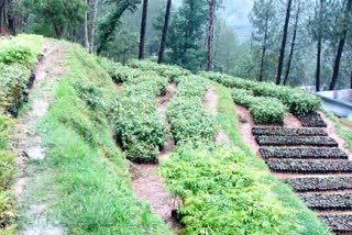 Uttarakhand Plantation Campaign