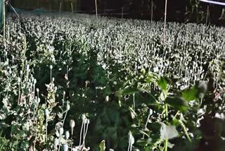 Poppy Plants Worth Rs 12.6 Crore Seized In Buldhana