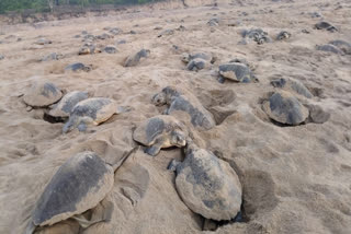 Marine Guests Are Back! Olive Ridley Turtles Return For Mass Nesting At Rushikulya In Odisha's Ganjam