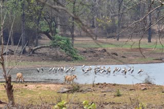 MIGRATORY BIRDS LEFT MADHYA PRADESH