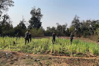 The deadline to destroy opium cultivation across Jharkhand has been extended till March 15. The government has started a campaign against opium cultivation involving the state police and locals