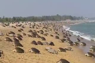 OLIVE RIDLEY TURTLES