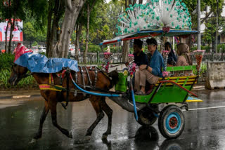 In Jakarta, traditional horse-drawn carriages, known as Delman, are becoming rare. Conditions for horses are harsh, with activists calling for an end to the practice.