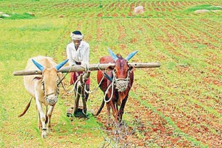 Government Allocating Unique identification Numbers To Farmers