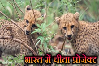 CHEETAH PROJECT India