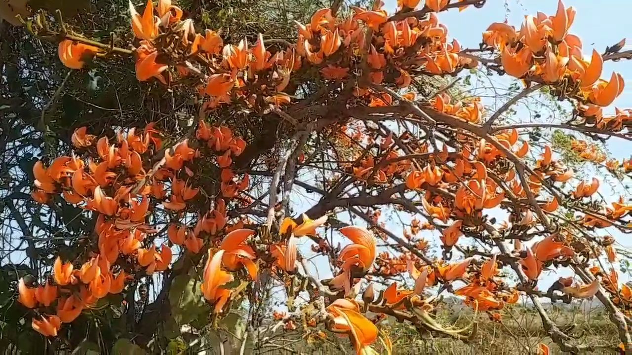 વસંતની પુરબહાર સર્જતા કેસુડો ખીલ્યો