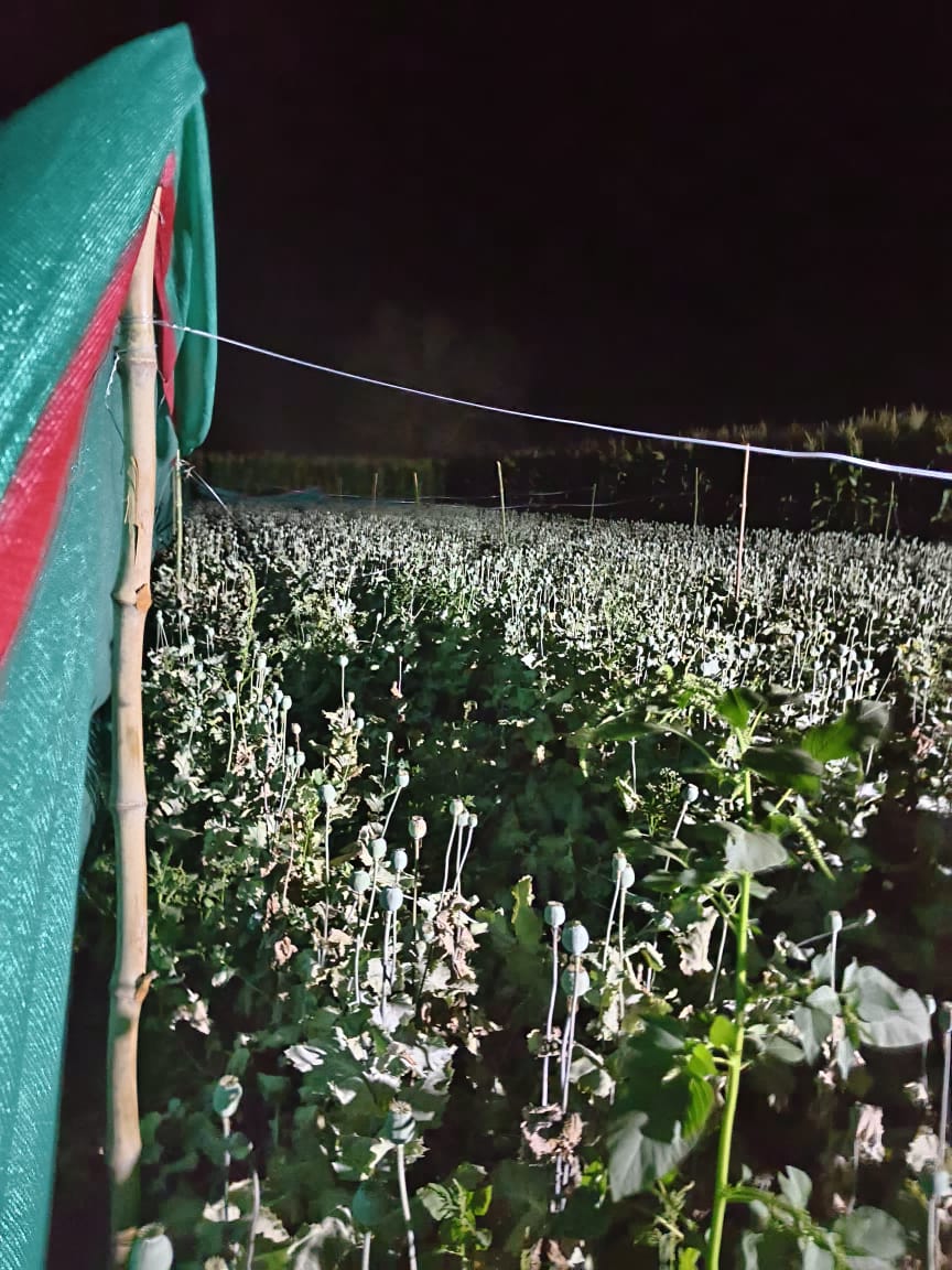 Opium Farm In Buldhana