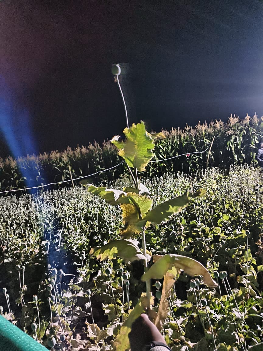 Opium Farm In Buldhana