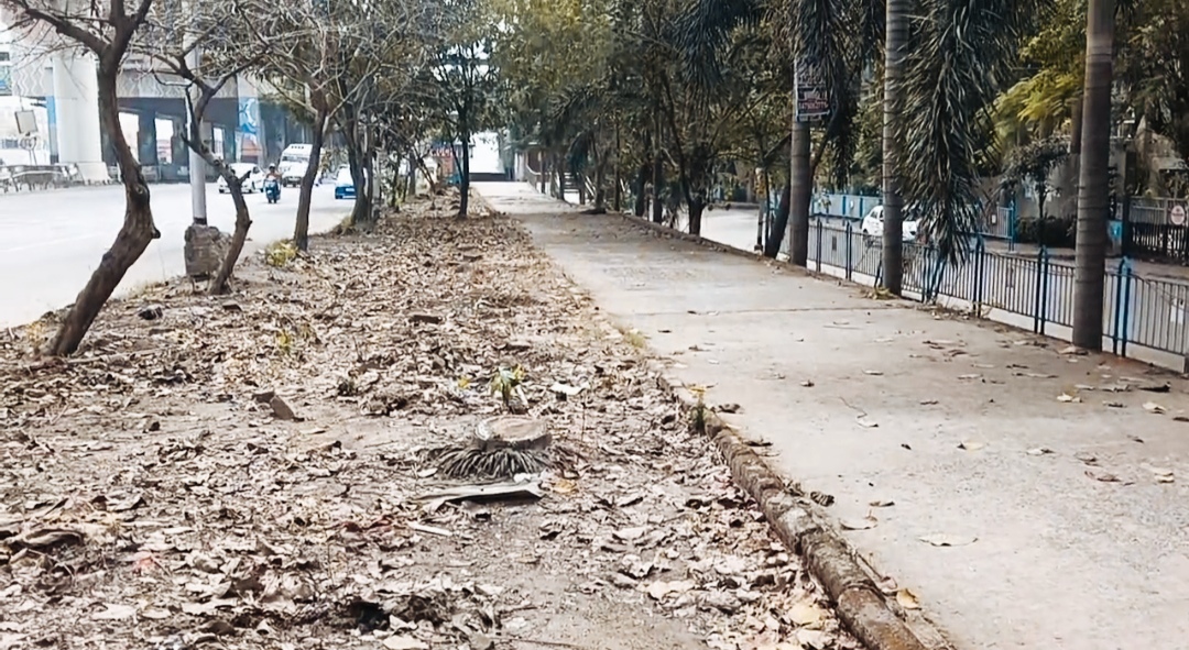 trees cut in kolkata