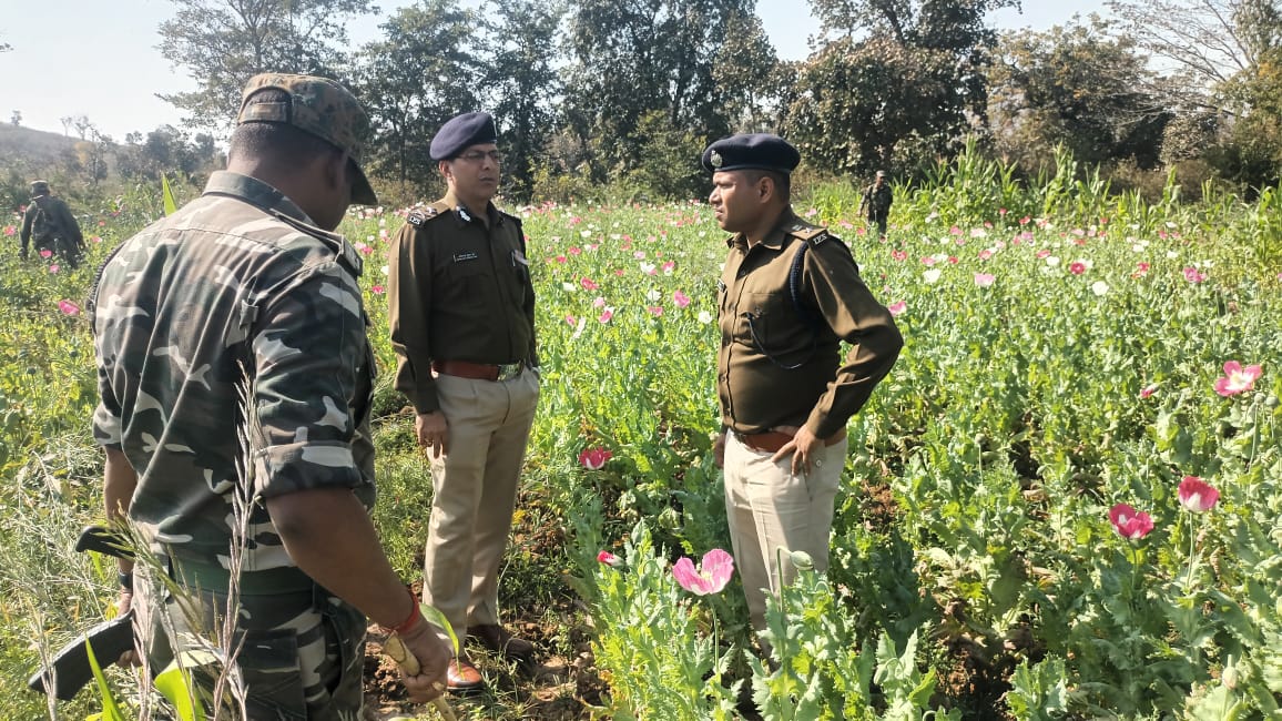 Opium Cultivation in Jharkhand