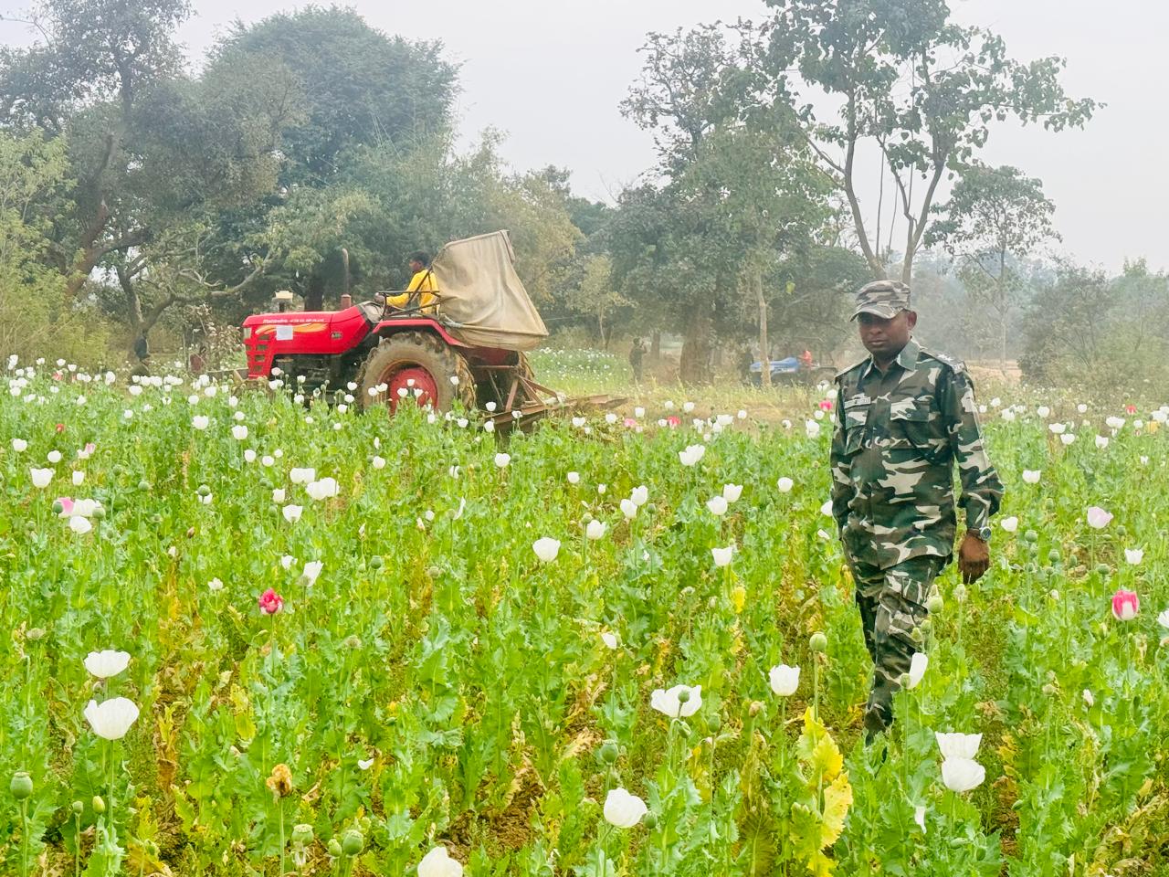 Opium Cultivation in Jharkhand