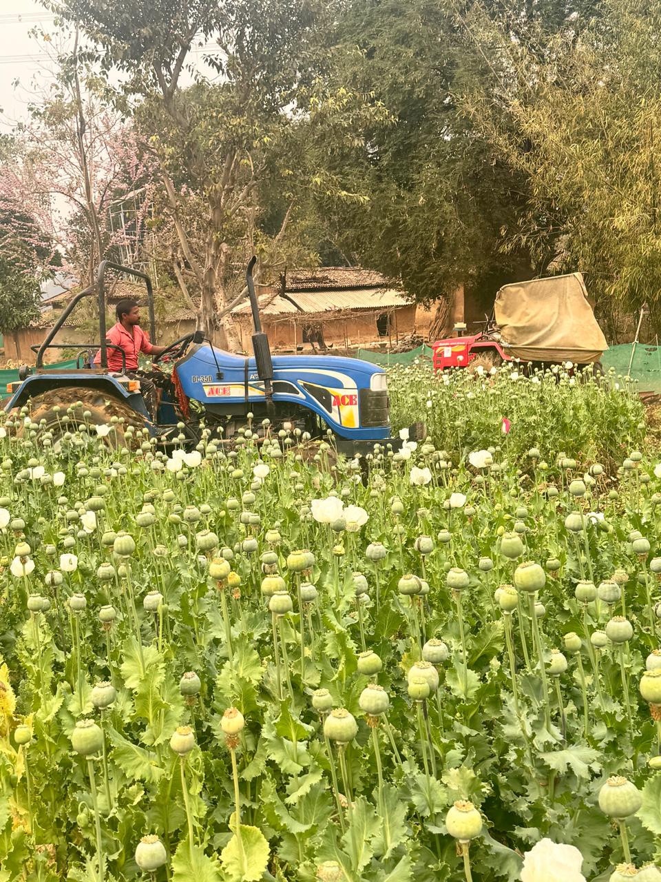 Opium Cultivation in Jharkhand