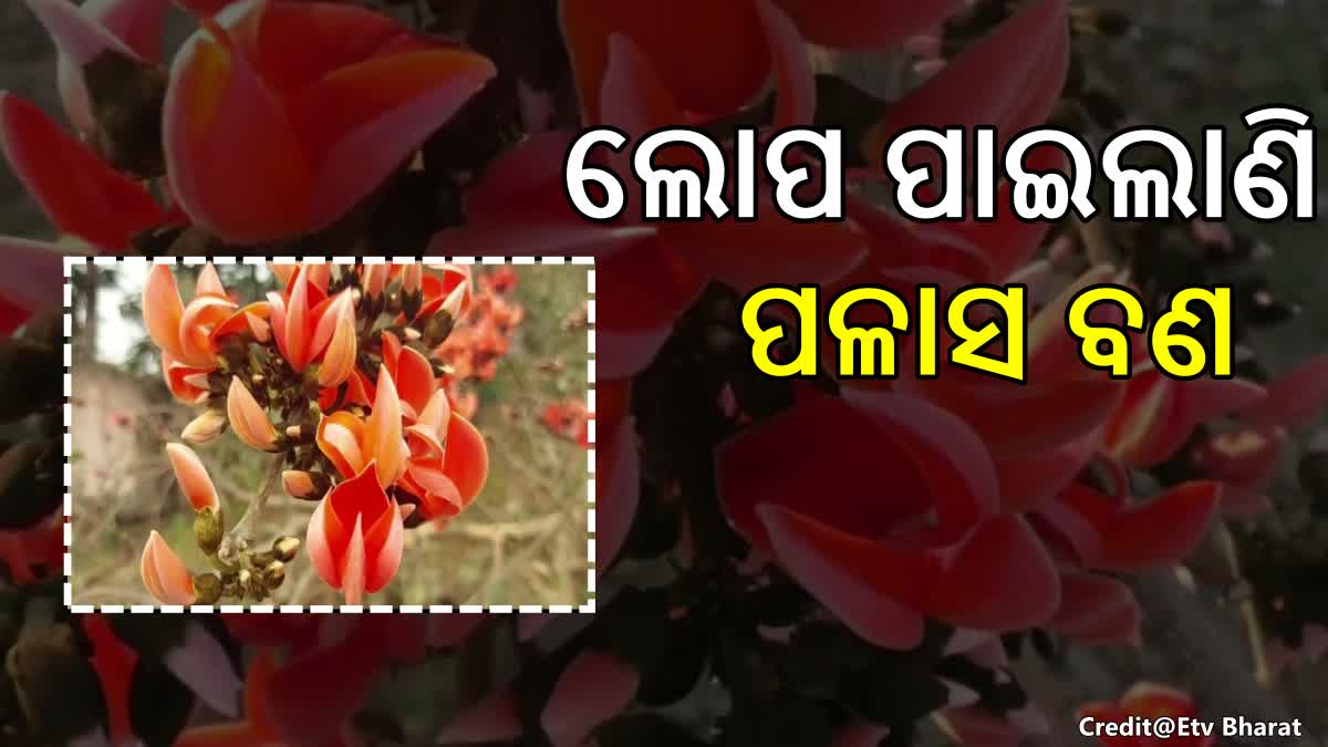 ସୁବର୍ଣ୍ଣପୁର ଜିଲ୍ଲାରେ ଲୋପ ପାଇବାକୁ ବସିଲାଣି ପଳାସ ବଣ, ପ୍ରଶାସନ ଦୃଷ୍ଟି ଦେବାକୁ ଦାବି