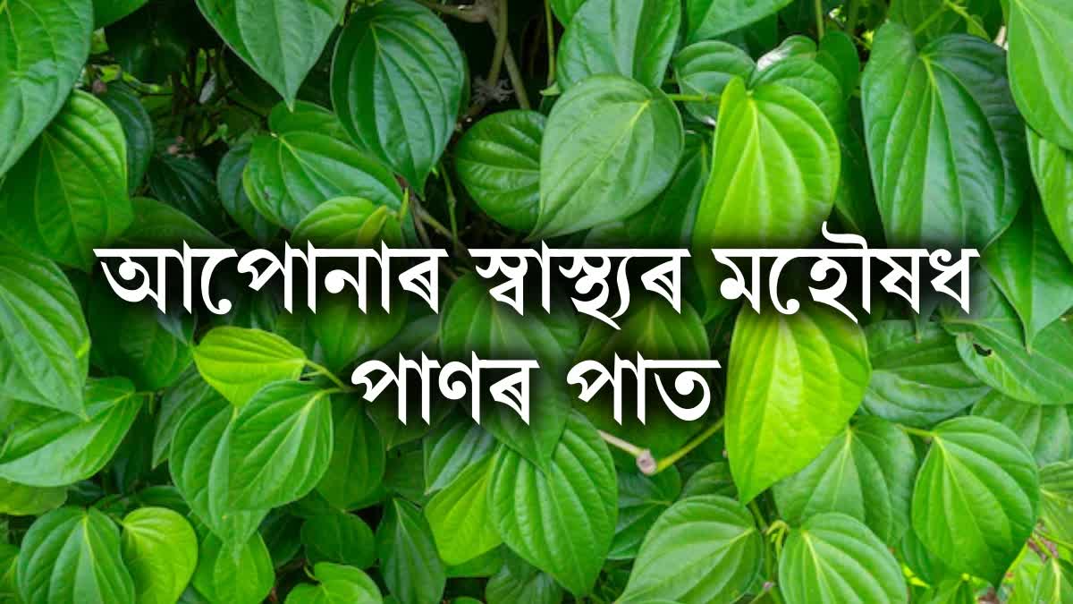 Amazing Benefits Of Betel Leaves Nobody Told You