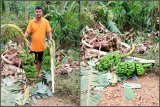 wild elephants frequently raid and destroy crops in Chikkamagaluru