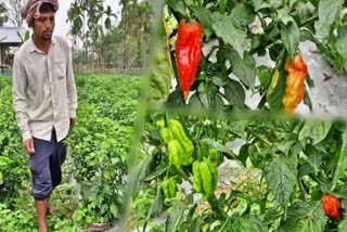 An entrepreneurial youth of Jonai Self Reliant by Bhut jolokia cultivation