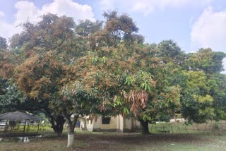 Malda Mango Cultivation