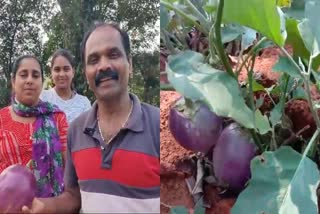 VEGETABLE CULTIVATION  ADIMALI  IDUKKI  FARMER