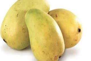 Mango Cultivators Fear Losses Due to Untimely Rainfall in Malda